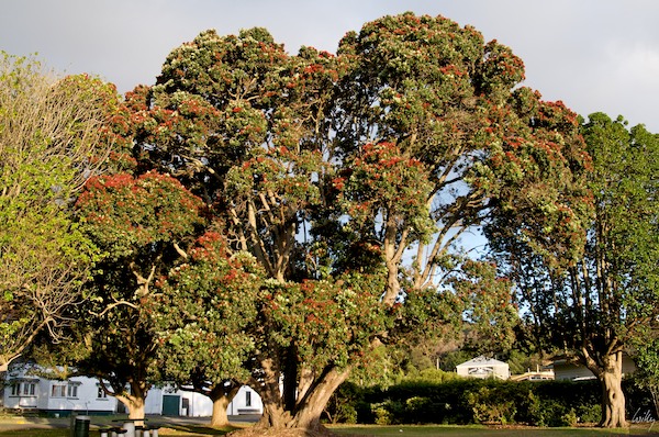 NewZealand 09 10  032